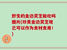 野生的金边灵芝能吃吗图片(珍贵金边灵芝现已可以作为食材食用！)
