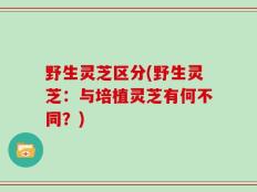 野生灵芝区分(野生灵芝：与培植灵芝有何不同？)