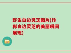 野生白边灵芝图片(珍稀白边灵芝的美丽瞬间展现)