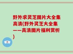 野外求灵芝图片大全集高清(野外灵芝大全集——高清图片福利赏析)