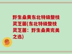 野生桑黄东北特级整枝灵芝菌(东北特级整枝灵芝菌：野生桑黄完美之选)