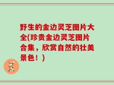 野生的金边灵芝图片大全(珍贵金边灵芝图片合集，欣赏自然的壮美景色！)