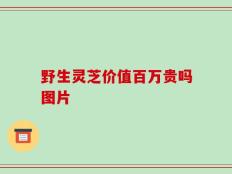 野生灵芝价值百万贵吗图片