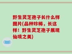 野生灵芝孢子长什么样图片(品种珍稀，长这样！野生灵芝孢子展现仙境之美)