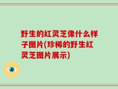 野生的红灵芝像什么样子图片(珍稀的野生红灵芝图片展示)