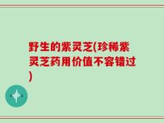 野生的紫灵芝(珍稀紫灵芝药用价值不容错过)