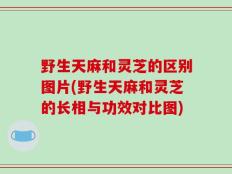 野生天麻和灵芝的区别图片(野生天麻和灵芝的长相与功效对比图)