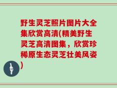 野生灵芝照片图片大全集欣赏高清(精美野生灵芝高清图集，欣赏珍稀原生态灵芝壮美风姿)