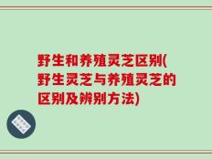 野生和养殖灵芝区别(野生灵芝与养殖灵芝的区别及辨别方法)