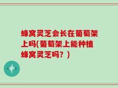 蜂窝灵芝会长在葡萄架上吗(葡萄架上能种植蜂窝灵芝吗？)