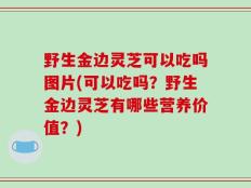 野生金边灵芝可以吃吗图片(可以吃吗？野生金边灵芝有哪些营养价值？)