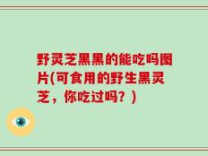 野灵芝黑黑的能吃吗图片(可食用的野生黑灵芝，你吃过吗？)