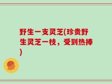 野生一支灵芝(珍贵野生灵芝一枝，受到热捧)