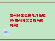 贵州野生灵芝几月采收好(贵州灵芝自然采摘时间)