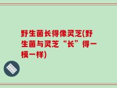 野生菌长得像灵芝(野生菌与灵芝“长”得一模一样)