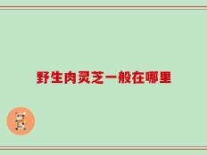 野生肉灵芝一般在哪里