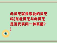 赤灵芝就是东北的灵芝吗(东北灵芝与赤灵芝是否代表同一种真菌？)