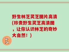 野生林芝灵芝图片高清(珍贵野生灵芝高清图，让你认识林芝的奇妙大自然！)