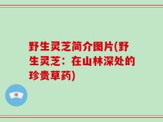 野生灵芝简介图片(野生灵芝：在山林深处的珍贵草药)