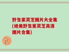 野生紫灵芝图片大全集(绝美野生紫灵芝高清图片合集)