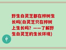 野生白灵芝都在桦树生长吗(白灵芝只在桦树上生长吗？——了解野生白灵芝的生长环境)