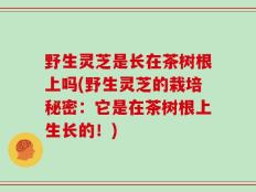 野生灵芝是长在茶树根上吗(野生灵芝的栽培秘密：它是在茶树根上生长的！)