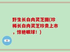 野生长白肉灵芝图(珍稀长白肉灵芝珍贵上市，惊艳眼球！)