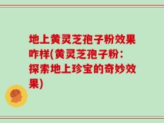 地上黄灵芝孢子粉效果咋样(黄灵芝孢子粉：探索地上珍宝的奇妙效果)