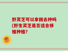 野灵芝可以拿回去种吗(野生灵芝是否适合移植种植？