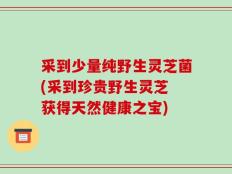 采到少量纯野生灵芝菌(采到珍贵野生灵芝 获得天然健康之宝)
