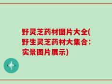 野灵芝药材图片大全(野生灵芝药材大集合：实景图片展示)