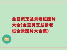 金豆灵芝盆景老桩图片大全(金豆灵芝盆景老桩全景图片大合集)