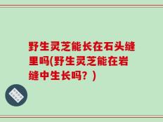 野生灵芝能长在石头缝里吗(野生灵芝能在岩缝中生长吗？)