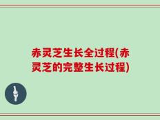 赤灵芝生长全过程(赤灵芝的完整生长过程)
