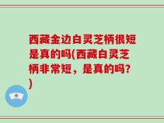 西藏金边白灵芝柄很短是真的吗(西藏白灵芝柄非常短，是真的吗？)