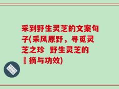 采到野生灵芝的文案句子(采风原野，寻觅灵芝之珍  野生灵芝的採摘与功效)