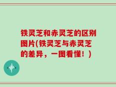 铁灵芝和赤灵芝的区别图片(铁灵芝与赤灵芝的差异，一图看懂！)
