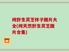 纯野生灵芝样子图片大全(纯天然野生灵芝图片合集)