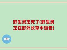 野生灵芝死了(野生灵芝在野外长草中逝世)