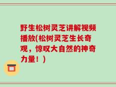 野生松树灵芝讲解视频播放(松树灵芝生长奇观，惊叹大自然的神奇力量！)