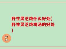 野生灵芝炖什么好处(野生灵芝炖鸡汤的好处)