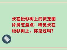 长在松杉树上的灵芝图片灵芝盘点：稀见长在松杉树上，你见过吗？