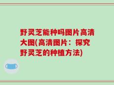 野灵芝能种吗图片高清大图(高清图片：探究野灵芝的种植方法)