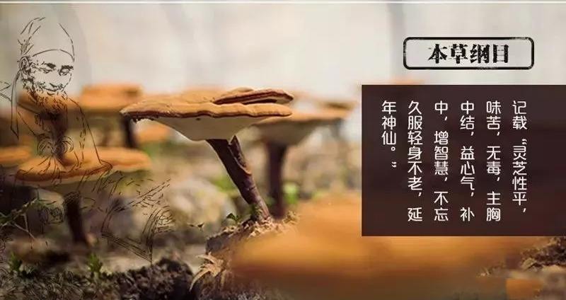 downloadfile-1662173306661.jpeg 灵芝孢子粉健康人不可以吃?专家:不是