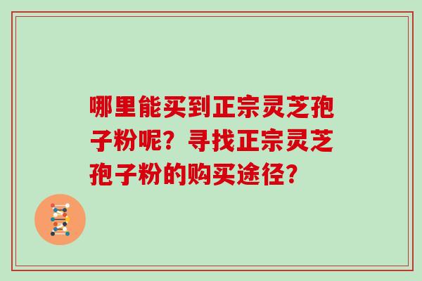 哪里能买到正宗灵芝孢子粉呢？寻找正宗灵芝孢子粉的购买途径？