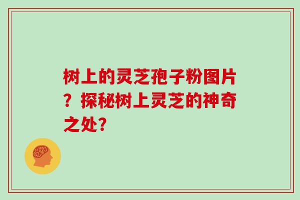 树上的灵芝孢子粉图片？探秘树上灵芝的神奇之处？