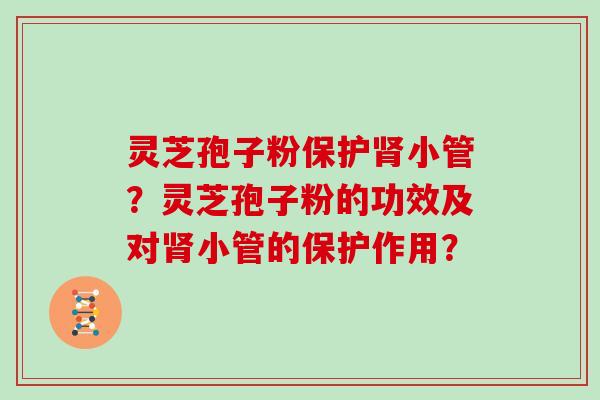 灵芝孢子粉保护肾小管?灵芝孢子粉的功效及对肾小管的保护作用?