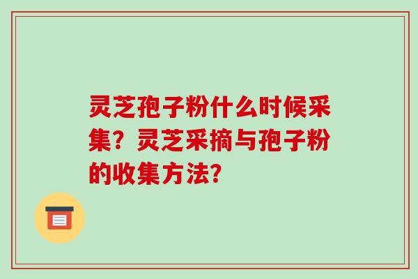灵芝孢子粉什么时候采集?灵芝采摘与孢子粉的收集方法?