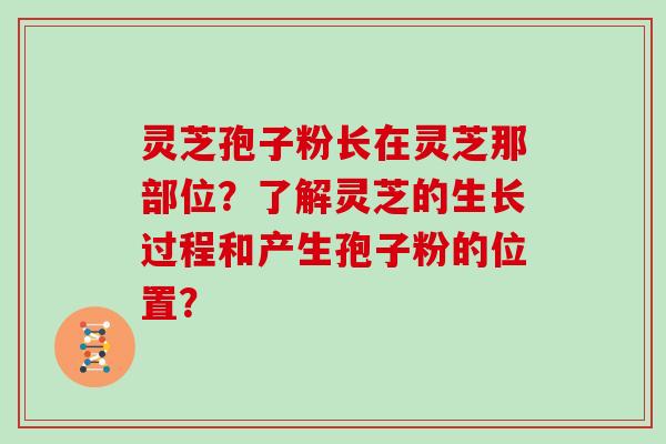 灵芝孢子粉长在灵芝那部位？了解灵芝的生长过程和产生孢子粉的位置？
