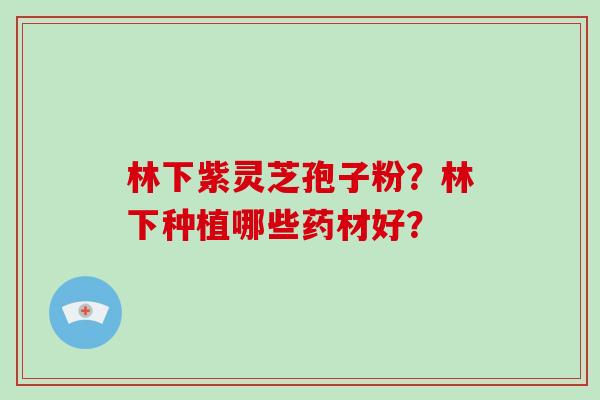 林下紫灵芝孢子粉?林下种植哪些药材好?